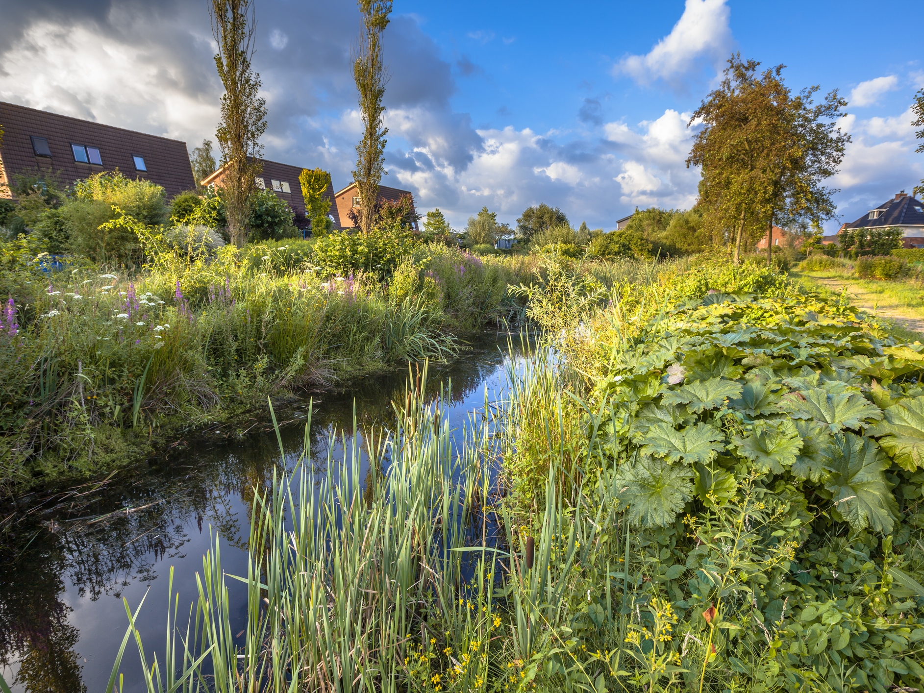 Sustainable drainage strategy 50000 for major residential projects and flood risk management